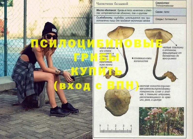 хочу   Кадников  Псилоцибиновые грибы Psilocybine cubensis 